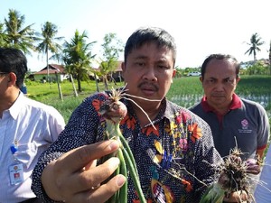 Kementan: Ibu Kota Baru RI Siap Mandiri Buah dan Sayur