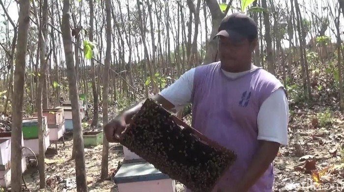 Melihat Ternak Madu dari Bunga Kangkung di Lamongan