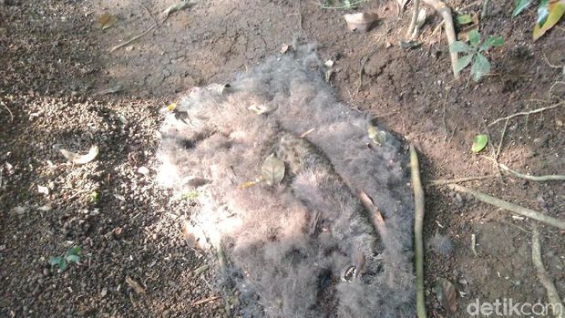 Hewan Misterius Pemangsa Ternak di Ciamis Diduga Musang Binturung