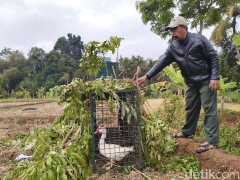 Buru Hewan Misterius Pemangsa Unggas, BKSDA Ciamis Pasang Perangkap