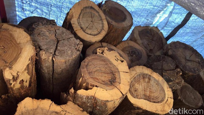 Polisi Wonogiri Buru Pasutri Diduga Terlibat Illegal Logging Polisi Wonogiri Buru Pasutri Diduga Terlibat Illegal Logging