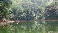 Inilah danau Rowo Bayu yang dianggap sebagai rawa. Suasananya memang agak mistis (Ardian Fanani/detikcom)