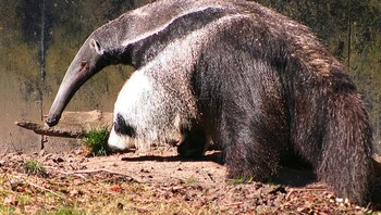 Trenggiling dan panda bagaikan hanya punya satu badan. (Foto: Brightside)