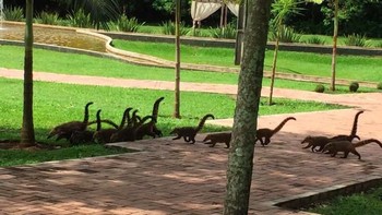 Melihatnya seperti kumpulan dinosaurus kecil? Sebenarnya ini adalah kumpulan hewan predator Coati. (Foto: Brightside)