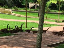 Kumpulan Foto yang Mengecoh Pada Pandangan Pertama