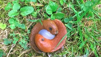 Terlihat seperti ular berkepala dua, namun ini adalah siput merah. (Foto: Brightside)