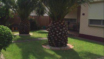 Batang berbentuk seperti buah nanas. (Foto: Brightside)