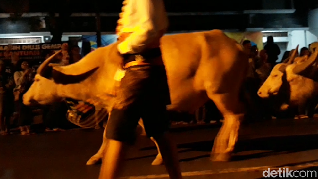 9 Kerbau Bule Keraton Surakarta Dikirab Saat Malam 1 Sura