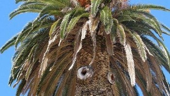 Seperti wajah manusia pohon ini, lengkapnya dengan rambut. (Foto: Brightside