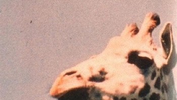 Ada UFO di dekat Plymouth Zoo, Devon, dijepret tahun 1972. Foto: istimewa