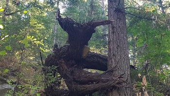 Hiii, ada monster pohon? (Foto: Brightside)