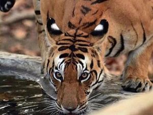 Kumpulan Foto yang Mengecoh Pada Pandangan Pertama