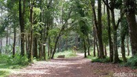 Hutan Rowo Bayu yang rindang. Tanggal peperangan itu, 18 Desember akhirnya ditetapkan sebagai hari lahir Kabupaten Banyuwangi (Ardian Fanani/detikTravel)