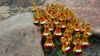 Ini bukanlah seikat bunga, namun adalah ayam-ayam kecil yang mengenakan kacamata. (Foto: Brightside)