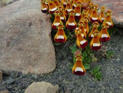 Kumpulan Foto yang Mengecoh Pada Pandangan Pertama