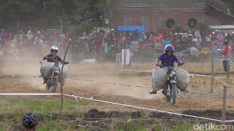 Rayakan Panen, Petani di Polman Balapan Motor Taxi Bawa Karung Gabah Rayakan Panen, Petani di Polman Balapan Motor Taxi Bawa Karung Gabah