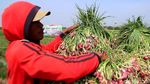 Panen Bawang Merah, Petani Curhat Harga Anjlok