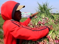 Biar Harga Nggak Anjlok, Petani Minta Bulog Beli Bawang Merah