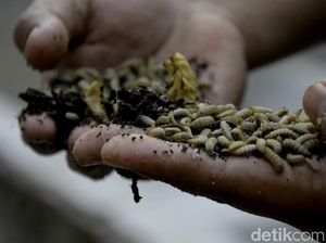 Warga Pekalongan Budidaya Belatung Untuk Pakan Alternatif