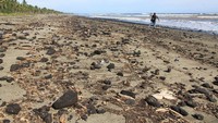 Seperti diketahui, Limbah batu bara yang mencemari kawasan pantai itu sudah berlangsung dalam tiga hari terakhir dan belum ditangani pihak terkait.
