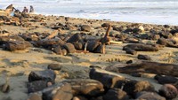 Kawasan pantai yang tercemar limbah batu bara telihat di Desa Peunaga Rayeuk, Kecamatan Meureuboe, Aceh Barat, Aceh.