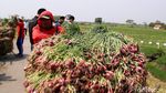 Panen Bawang Merah, Petani Curhat Harga Anjlok