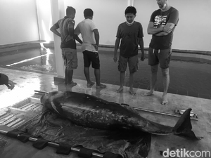 Paus dengan Kondisi Penuh Luka Terdampar di Pantai Serangan Bali