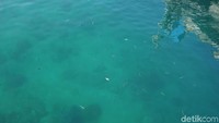 Bila beruntung kamu akan melihat ikan berwarna-warni berenang dengan santainya di perairan dermaga. (Syanti/detikcom)
