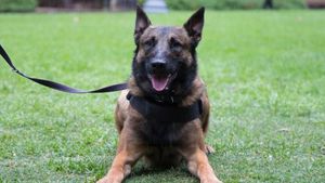 Serang Pembantu Hingga Tewas Anjing Malinois Juga Lukai Anak Majikan
