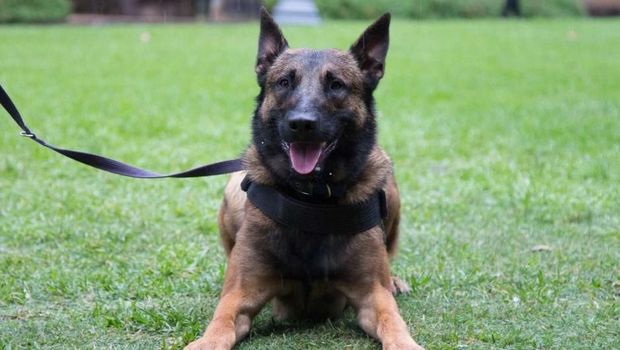 Ilustrasi - Anjing Malinois /