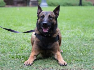 Kisah Haru Anjing Selamatkan Tuannya dari Serangan Singa