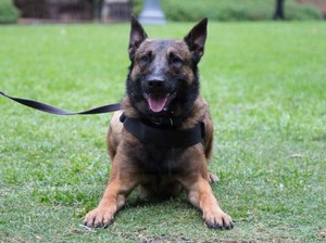 5 Fakta Anjing Belgian Malinois yang Serang ART hingga Tewas