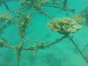Direstorasi, 465 Unit Terumbu Karang Hiasi Laut Karimunjawa