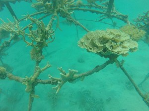 Direstorasi, 465 Unit Terumbu Karang Hiasi Laut Karimunjawa