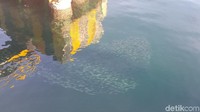 Jernihnya air dan ikan-ikan ini bisa traveler lihat saat datang ke Pelabuhan Bolok di saat pagi hari. Mungkin tepatnya pukul 06.00 WITA- 07.30 WITA. (Syanti/detikcom)