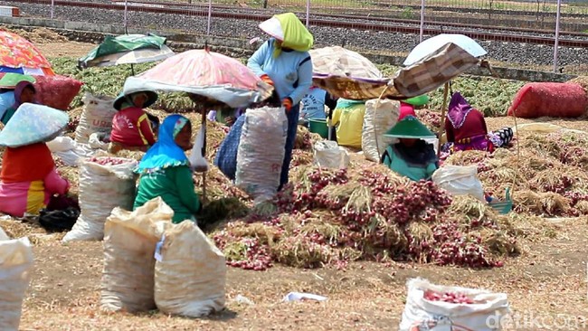 Biar Harga Nggak Anjlok, Petani Minta Bulog Beli Bawang Merah