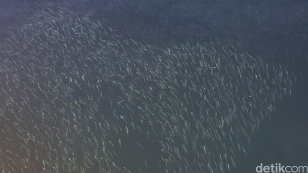 Bukannya berair keruh, air laut di dermaga Pelabuhan Bolok sangat jernih. Ikan pun terlihat sangat jelas. (Syanti/detikcom) Bukannya berair keruh, air laut di dermaga Pelabuhan Bolok sangat jernih. Ikan pun terlihat sangat jelas. (Syanti/detikcom)