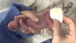 Mungilnya Bayi Panda Kembar yang Lahir di Kebun Binatang Berlin