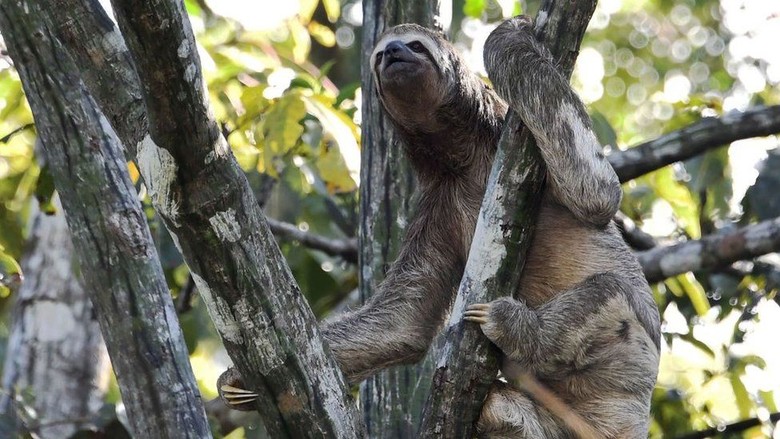 Kebakaran Hutan Amazon, Bagaimana Nasib Binatang yang Terperangkap? Kebakaran Hutan Amazon, Bagaimana Nasib Binatang yang Terperangkap?