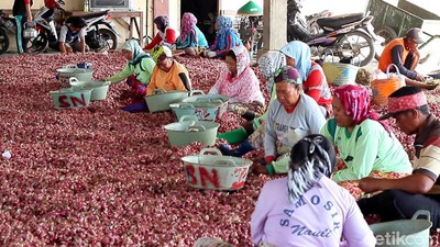 Panen Bawang Merah, Petani Curhat Harga Anjlok