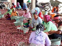 Biar Harga Nggak Anjlok, Petani Minta Bulog Beli Bawang Merah