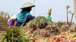 Panen Bawang Merah, Petani Curhat Harga Anjlok