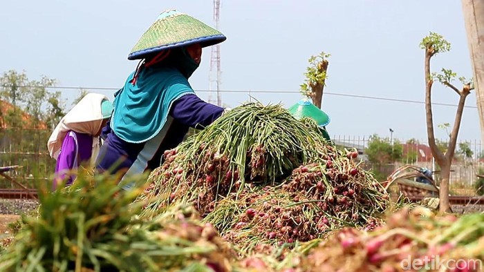 Harga bawang merah di Brebes, Jateng, sejak dua pekan kemarin terjun bebas. Hal itu disebabkan karena adanya panen raya di sentra-sentra penghasil bawang.