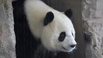 Mungilnya Bayi Panda Kembar yang Lahir di Kebun Binatang Berlin