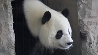Meng Meng bersama seekor panda jantan bernama Jiao Qing merupakan pinjaman dari otoritas China. Meng Meng dan Jiao Qing tiba di Berlin pada Juni 2017 dengan disambut meriah oleh publik Jerman. Terkenal dengan diplomasi panda yang menjadi ciri khas, China mengirimkan panda-panda yang merupakan harta nasional ke belasan negara sebagai simbol hubungan dekat. Foto: Tobias SCHWARZ/AFP