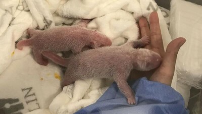 Mungilnya Bayi Panda Kembar yang Lahir di Kebun Binatang Berlin