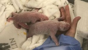 Mungilnya Bayi Panda Kembar yang Lahir di Kebun Binatang Berlin
