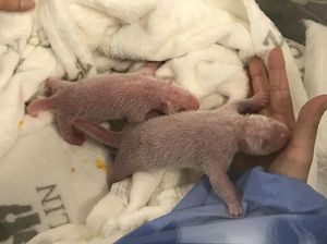 Mungilnya Bayi Panda Kembar yang Lahir di Kebun Binatang Berlin