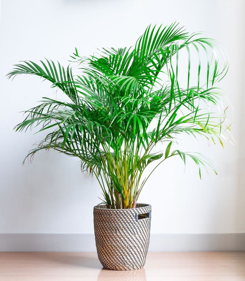 White peace lily with lush dark green foliage in white plant pot on white table against white wall.