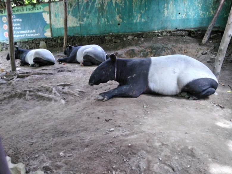 Tapir Nyasar ke Kebun di Asahan Sedang Bunting, BKSDA Tunda Pelepasliaran Tapir Nyasar ke Kebun di Asahan Sedang Bunting, BKSDA Tunda Pelepasliaran